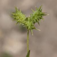 Ranunculus arvensis - Лютик полевой
