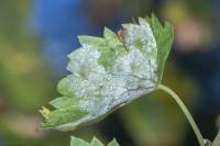Plasmopara viticola - Ложная мучнистая роса винограда, мильдью
