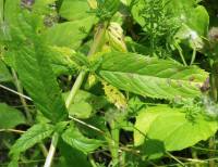 Mentha spicata - Мята колосистая
