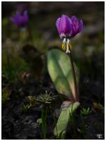 Erythronium sibiricum - Кандык сибирский