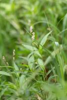 Persicaria hydropiper - Горец перечный