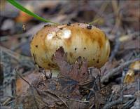 Russula foetens - Валуй, Бычок