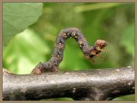 Lycia hirtaria - Пяденица-шелкопряд волосистая (бурополосая)