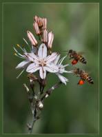 Apis florea - Малая (карликовая) индийская пчела