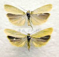 Eilema lutarella - Лишайница жёлтая