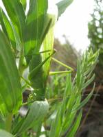 Tettigonia viridissima - Кузнечик зелёный