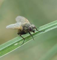 Отряд двукрылые мухи. Отряды насекомых Двукрылые. Двукрылые комары. Двукрылые и Равнокрылые. Стволоедки Двукрылые.