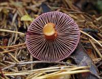 Chroogomphus rutilus - Мокруха пурпурная