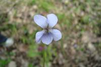 Violaceae - Фиалковые