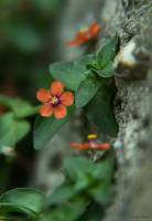 Lysimachia arvensis - Очный цвет полевой