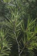 Pinus halepensis - Сосна алеппская