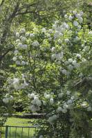 Viburnum opulus - Калина обыкновенная