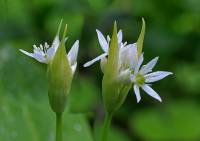 Allium ursinum - Черемша