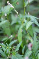 Persicaria lapathifolia - Горец шавелелистный