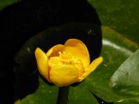 Nuphar lutea - Кубышка жёлтая