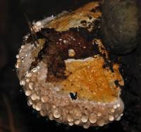 Fomitopsis pinicola - Трутовик окаймлённый