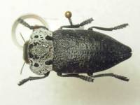 Capnodis tenebrionis - Златка черная