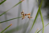 Schoenoplectus lacustris - Камыш озёрный
