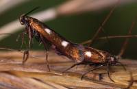 Scythrididae - Мрачные моли