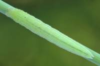 Hyponephele lycaon - Крупноглазка малая