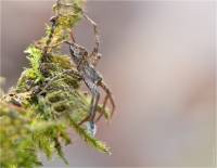 Pisaura mirabilis - Пизаура удивительная