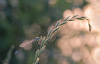Coenagrionidae - Стрелки
