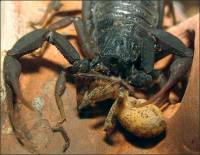 Scorpiones - Скорпионы