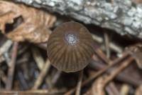 Mycena leptocephala - Мицена тонкошляпковая