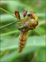Mantispa styriaca - Мантиспа обыкновенная