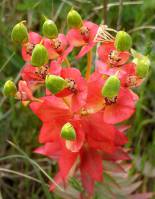 Euphorbia rigida - Молочай жёсткий, или Молочай двужелёзковый