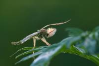 Chironomidae - Комары-звонцы