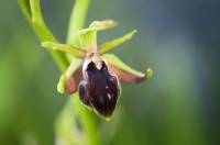 Ophrys sphegodes - Офрис паукообразный