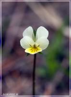 Viola arvensis - Фиалка полевая