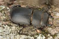 Dorcus parallelipipedus - Оленек обыкновенный