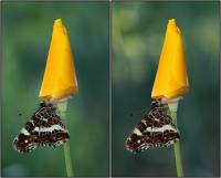 Araschnia levana - Пестрокрыльница весенне-летняя