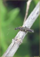 Oedemera virescens - Узконадкрылка зеленая