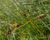 Carex vesicaria - Осока пузырчатая