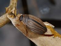 Acilius canaliculatus - Полоскун желобчатый