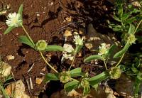 Lomelosia prolifera - Скабиоза прорастающая