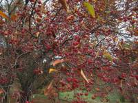 Malus baccata - Яблоня ягодная