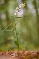 Cephalanthera longifolia - Пыльцеголовник длиннолистный