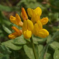 Lotus creticus - Лядвенец критский