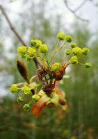 Sapindaceae - Сапиндовые