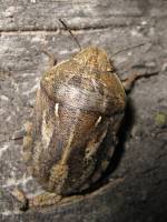 Eurygaster integriceps - Вредная черепашка