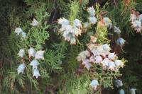 Platycladus orientalis - Плосковеточник восточный