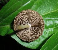Psathyrella longipes - Псатирелла длинноножковая