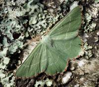 Thalera fimbrialis - Пяденица тупоугольная зеленая