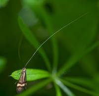 Nemophora degeerella - Длинноусая моль опоясанная