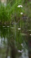 Hottonia palustris - Турча болотная, Готтония болотная
