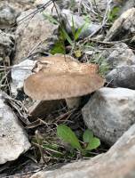 Pleurotus eryngii - Вешенка степная